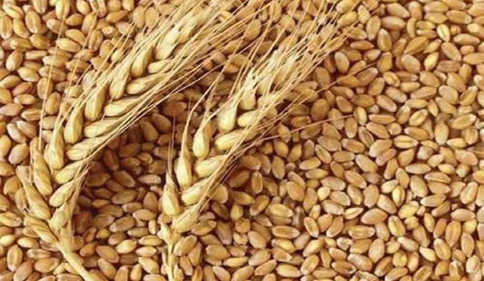 210547 MT wheat procured from 14738 farmers in Sonepat