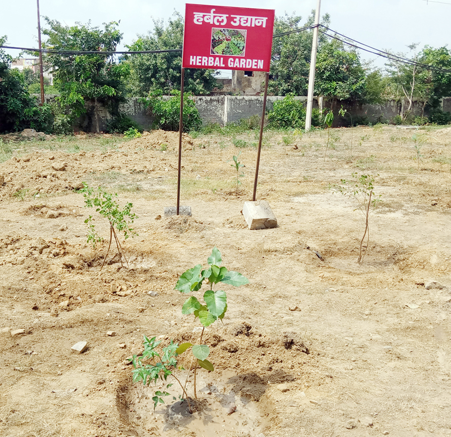 Sonipat: Planted aloe vera, belpatra plants in the herbal park in the hospital