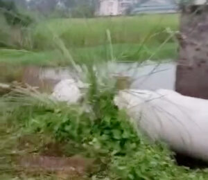 Sonipat: Water logging in Kharkhoda's fields ruined the crop