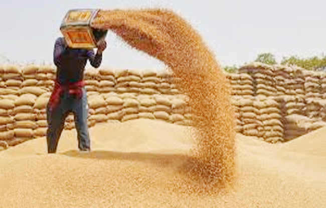 Sonipat 41,294 metric tonnes of wheat was procured at the district's mandis and procurement centres.