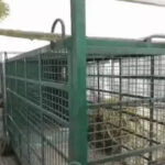 Sonipat Expert team on alert to capture leopard, deploys tranquilizer gun and cage