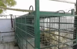 Sonipat Expert team on alert to capture leopard, deploys tranquilizer gun and cage