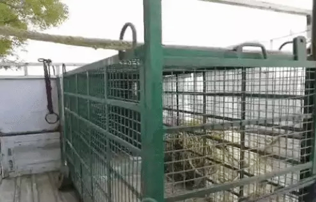 Sonipat Expert team on alert to capture leopard, deploys tranquilizer gun and cage