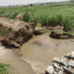 Sonipat Embankment of a distributary branching off the Delhi Parallel Canal breaches; panchayat land submerged.