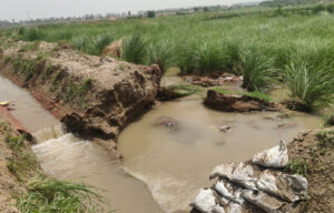 Sonipat Embankment of a distributary branching off the Delhi Parallel Canal breaches; panchayat land submerged.