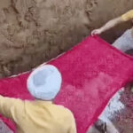 Sonipat Nandini Gau Mata accorded a respectful final farewell in Sonipat in accordance with Vedic rites. Gjd News